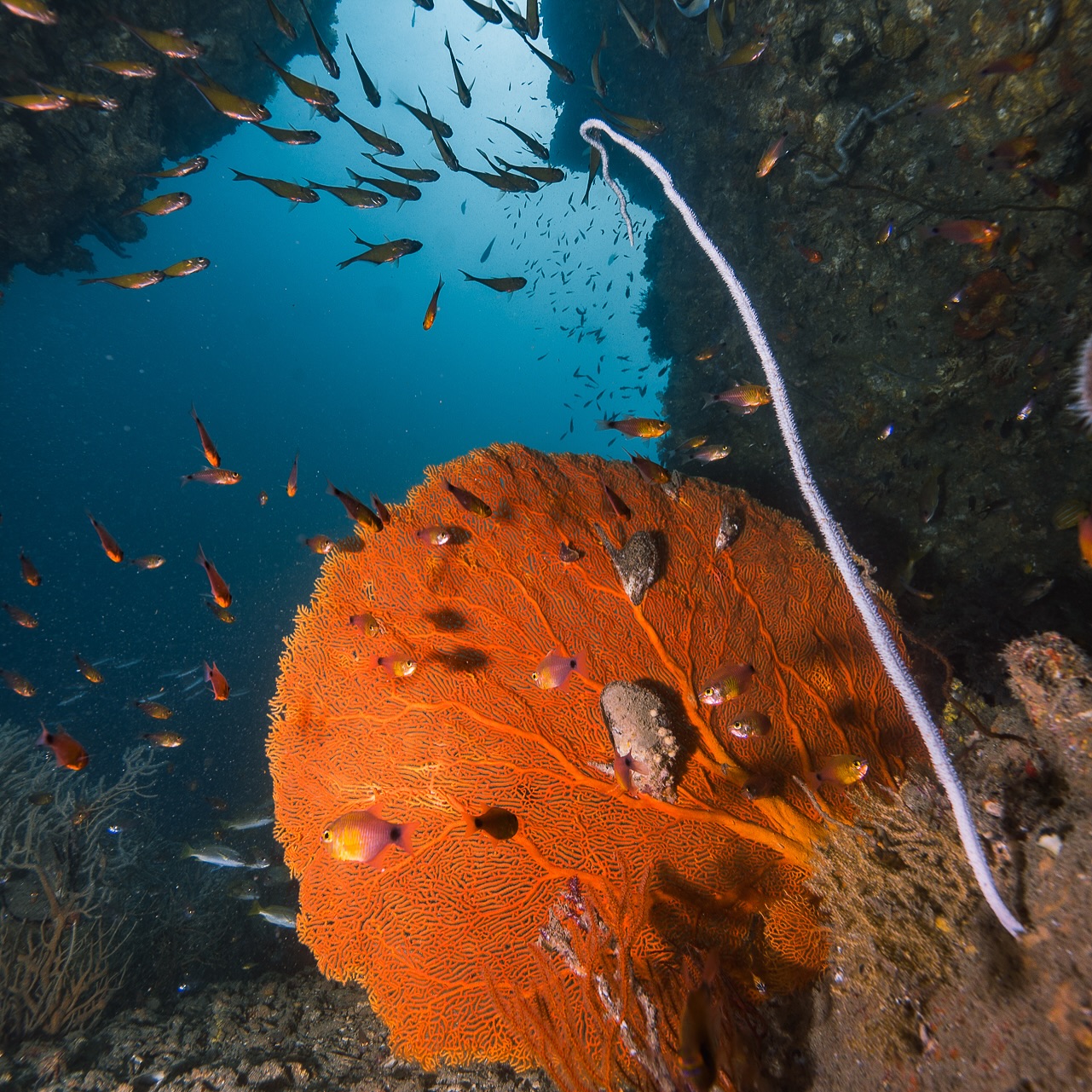 Scuba Diving Courses & Trips in Koh Phi Phi