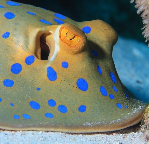 Scuba Diving Courses & Trips in Koh Phi Phi