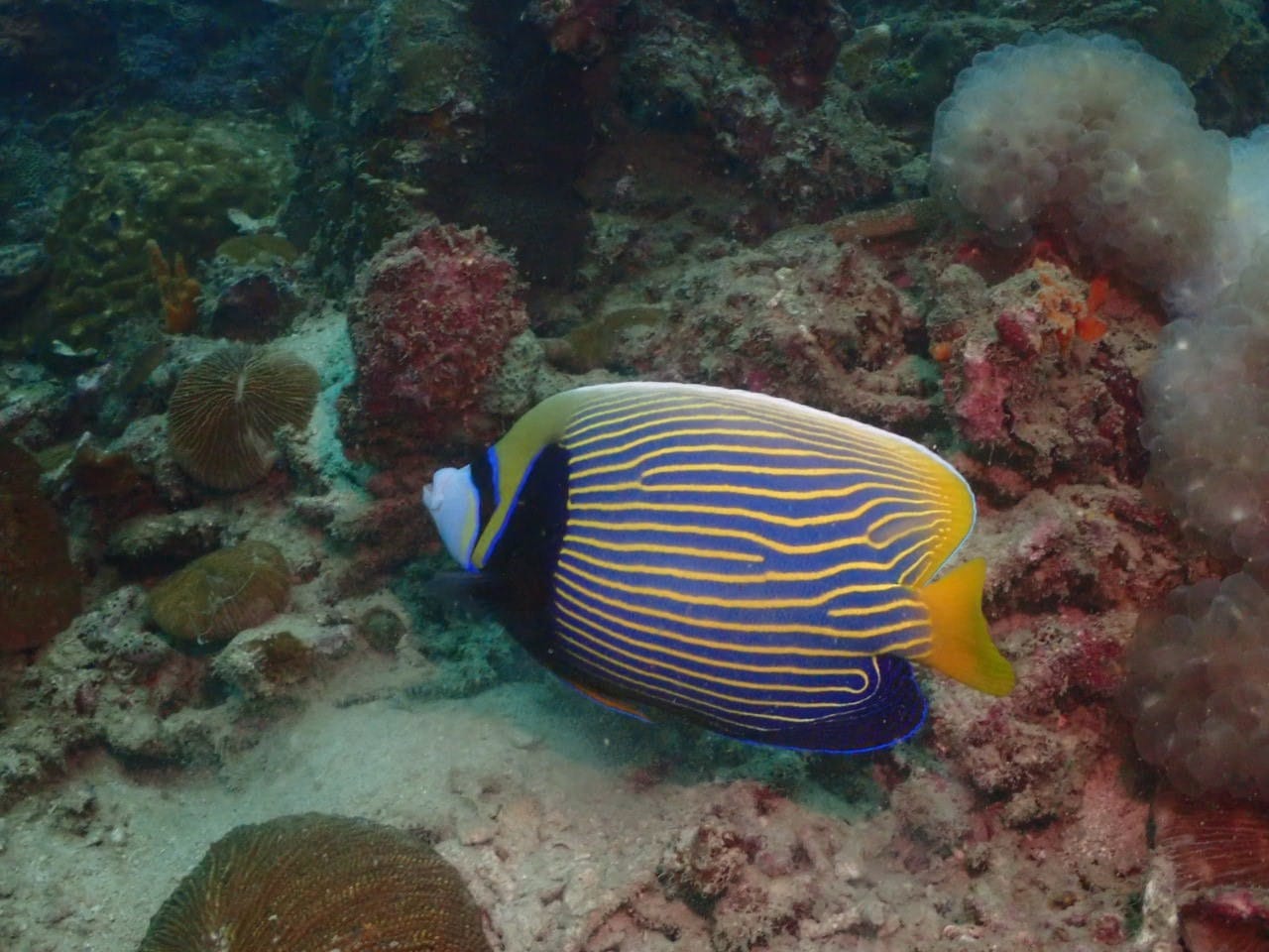 PADI Scuba Diving Island by Dive Tribe Phi Phi