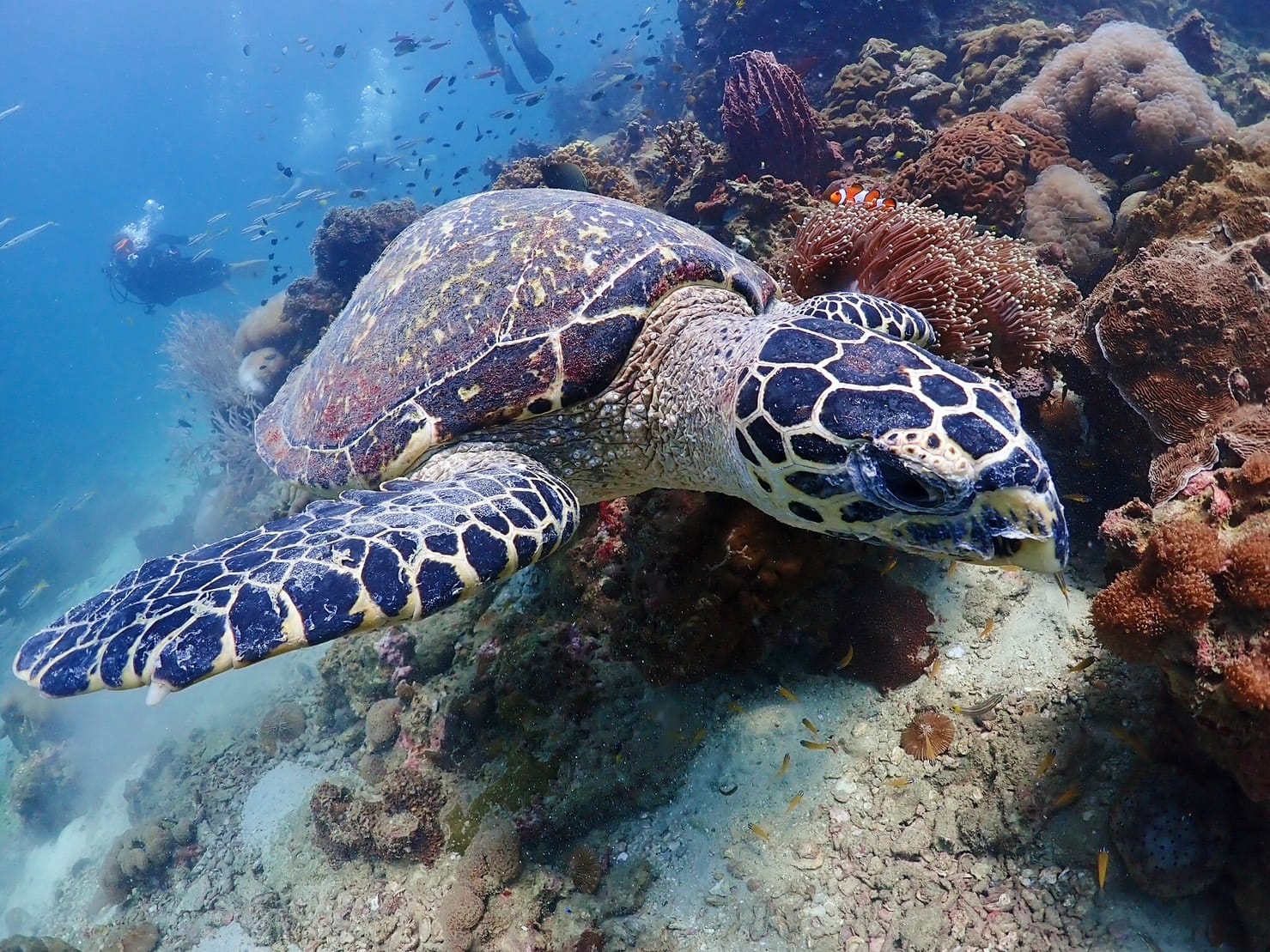 PADI Scuba Diving Island by Dive Tribe Phi Phi