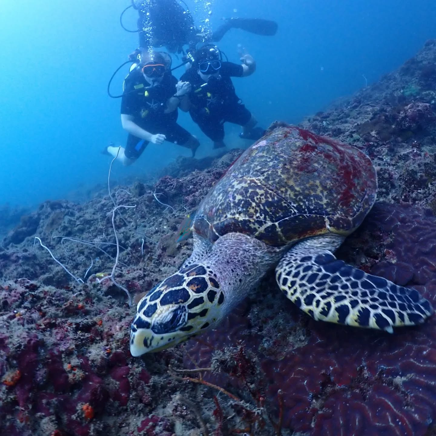 PADI Scuba Diver Course by Blue View Divers