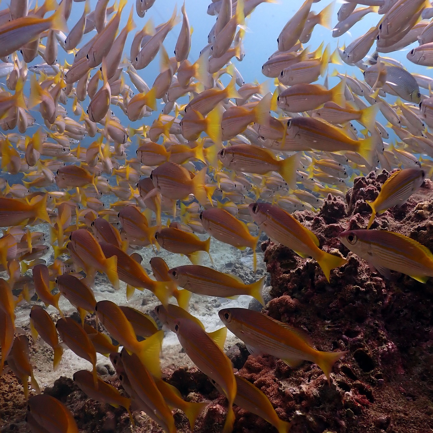 PADI Scuba Diver Course by Blue View Divers
