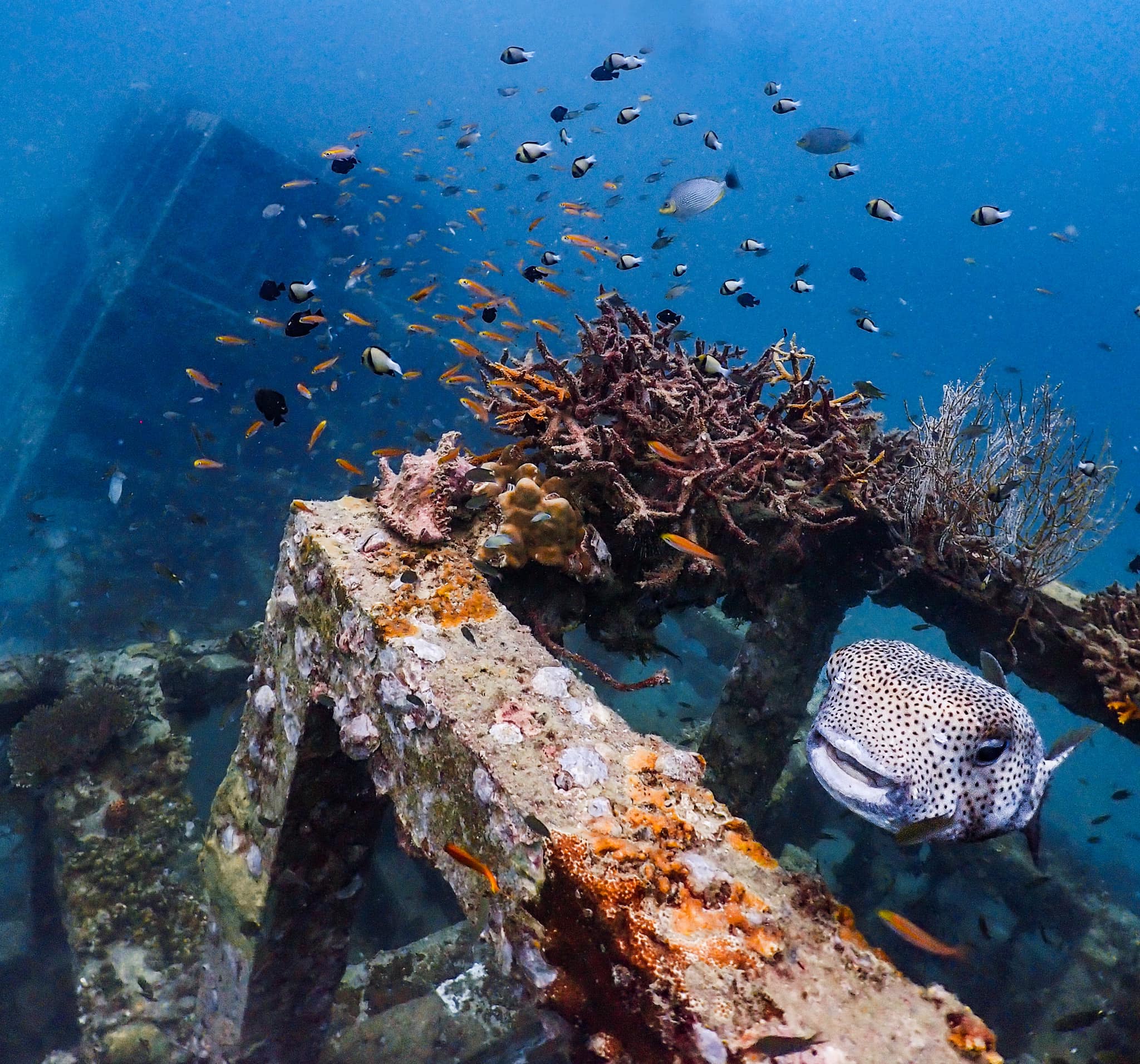 Scuba Diving Courses by Princess Divers Phi Phi