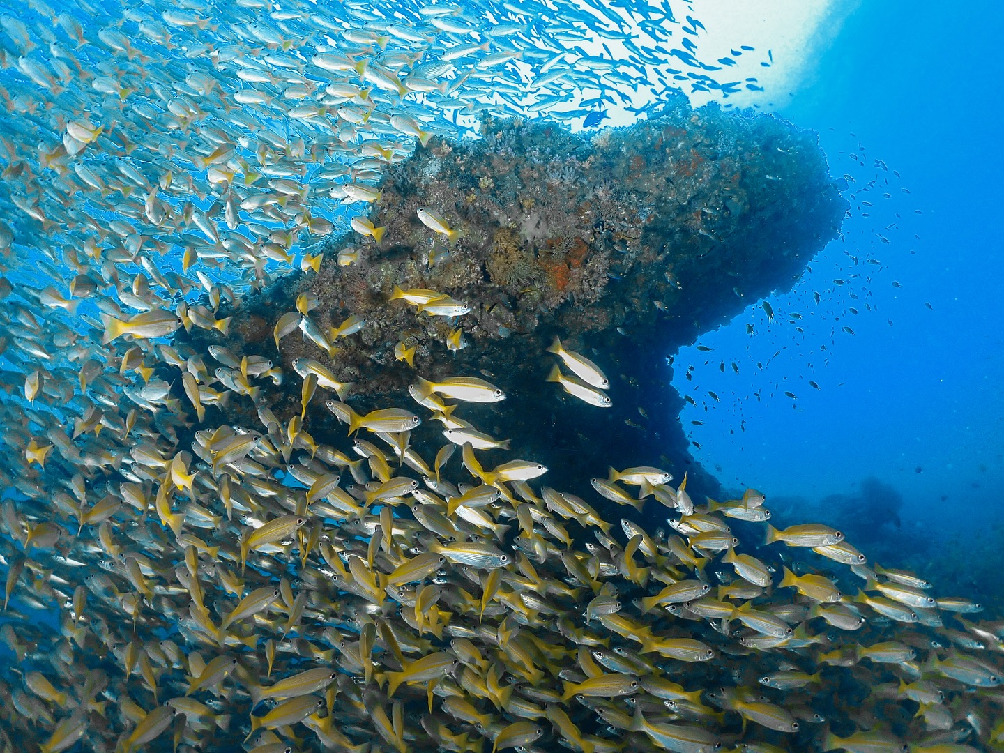Scuba Diving Courses by Princess Divers Phi Phi