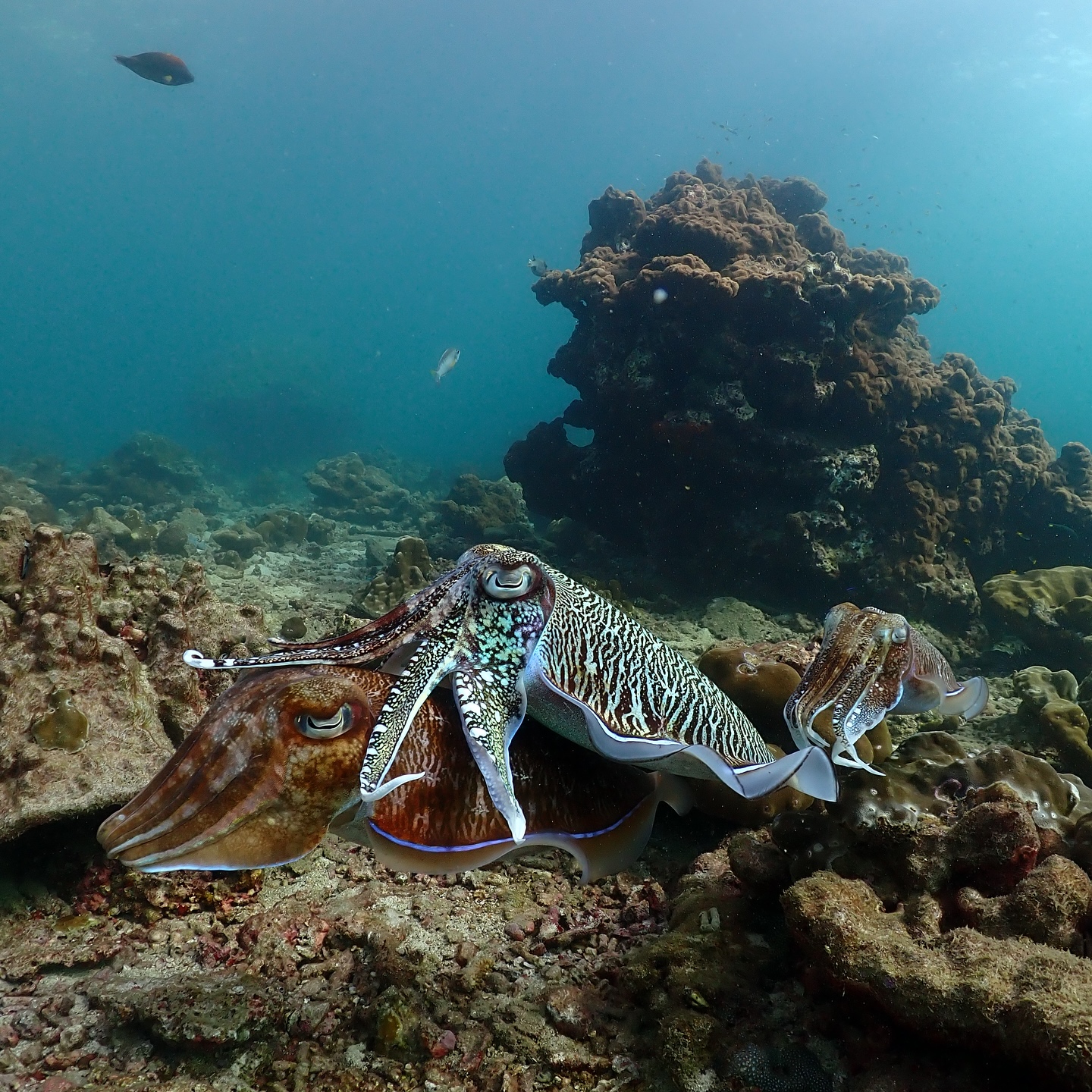 PADI dive courses by The Adventure Club Diving